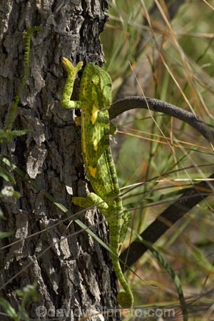 Africa;chamaeleon;Chameleon;Chameleons;Etosha-N.P.;Etosha-National-Park;Etosha-NP;game-park;game-parks;game-reserve;game-reserves;lizard;lizards;Namibia;national-park;national-parks;reptile;reptiles;Southern-Africa;wildlife-park;wildlife-parks;wildlife-reserve;wildlife-reserves