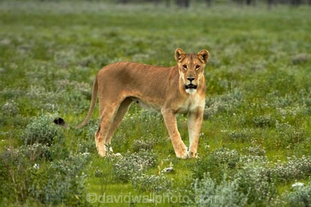 Africa;animal;animals;carnivore;carnivores;cat;cats;Etosha-N.P.;Etosha-National-Park;Etosha-NP;feline;game-park;game-parks;game-reserve;game-reserves;hunter;hunters;lion;Lioness;lionesses;lions;mammal;mammals;Namibia;national-park;national-parks;Panthera-leo;predator;predators;Southern-Africa;wildlife;wildlife-park;wildlife-parks;wildlife-reserve;wildlife-reserves