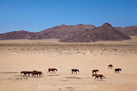 Africa;Aus;desert;desert-horse;desert-horses;deserts;dry;equestrian;feral-desert-horses;feral-horse;feral-horses;Garub;horse;horses;Namib-Desert;Namib-Naukluft-N.P.;Namib-Naukluft-National-Park;Namib-Naukluft-NP;Namib_Naukluft-N.P.;Namib_Naukluft-National-Park;Namib_Naukluft-NP;Namibia;Southern-Africa;Southern-Namiba;wild-desert-horses;wild-horse;wild-horses