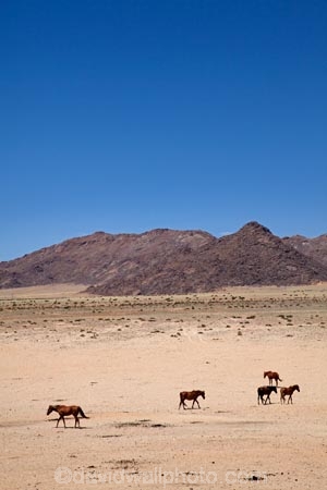 Africa;Aus;desert;desert-horse;desert-horses;deserts;dry;equestrian;feral-desert-horses;feral-horse;feral-horses;Garub;horse;horses;Namib-Desert;Namib-Naukluft-N.P.;Namib-Naukluft-National-Park;Namib-Naukluft-NP;Namib_Naukluft-N.P.;Namib_Naukluft-National-Park;Namib_Naukluft-NP;Namibia;Southern-Africa;Southern-Namiba;wild-desert-horses;wild-horse;wild-horses