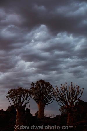 karas;karas-region;africa;african;aloe;Aloe-dichotoma;aloes;approaching-storm;approaching-storms;bark;black-cloud;black-clouds;botany;cloud;clouds;cloudy;dark-cloud;dark-clouds;desert;desert-plant;desert-plants;forest;forests;gray-cloud;gray-clouds;grey-cloud;grey-clouds;Keetmanshoop;kokerboom-forest;Kokerboom-Tree;Kokerboom-Trees;Mesosaurus-Camp;Mesosaurus-Fossil-Camp;nambia;Namib-Desert;Namibia;namibian;nature;plant;plants;Quiver-Tree;quiver-tree-forest;Quiver-Trees;quivers;quivertree-forest;rain-cloud;rain-clouds;rain-storm;rain-storms;rainy-season;silhouette;silhouettes;Southern-Africa;Southern-Namiba;southern-Namibia;storm;storm-cloud;storm-clouds;storms;thunder-storm;thunder-storms;thunderstorm;thunderstorms;tree;trees;unusual;vegetation;weather;wet-season;Aloidendron-dichotomum