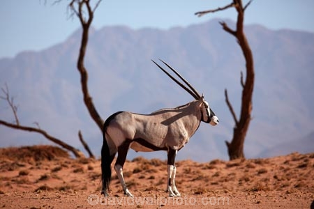 Africa;african;Animal;Animals;Antelope;Antelopes;arid;desert;deserts;dry;expanse;Gemsbok;gemsboks;hot;Mammal;Mammals;Namib-Desert;Namib-Rand;Namib-Rand-Nature-Reserve;Namibia;NamibRand;NamibRand-Nature-Reserve;NamibRand-Reserve;natural;Nature;NRNR;orange-sand;Oryx;oryx-gazella;oryxes;oryxs;remote;remoteness;reserve;reserves;safari;safaris;sand;sandy;Southern-Africa;Southern-Namibia;Wild;wilderness;Wildlife