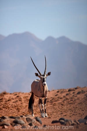 Africa;african;Animal;Animals;Antelope;Antelopes;arid;desert;deserts;dry;expanse;Gemsbok;gemsboks;hot;Mammal;Mammals;Namib-Desert;Namib-Rand;Namib-Rand-Nature-Reserve;Namibia;NamibRand;NamibRand-Nature-Reserve;NamibRand-Reserve;natural;Nature;NRNR;orange-sand;Oryx;oryx-gazella;oryxes;oryxs;remote;remoteness;reserve;reserves;safari;safaris;sand;sandy;Southern-Africa;Southern-Namibia;Wild;wilderness;Wildlife