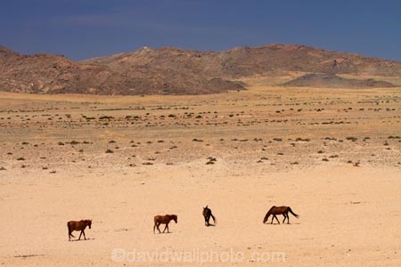 Africa;Aus;desert;desert-horse;desert-horses;deserts;dry;equestrian;feral-desert-horses;feral-horse;feral-horses;Garub;herd;herds;horse;horses;Namib-Desert;Namib-Naukluft-N.P.;Namib-Naukluft-National-Park;Namib-Naukluft-NP;Namib_Naukluft-N.P.;Namib_Naukluft-National-Park;Namib_Naukluft-NP;Namibia;Southern-Africa;Southern-Namiba;wild-desert-horses;wild-horse;wild-horses