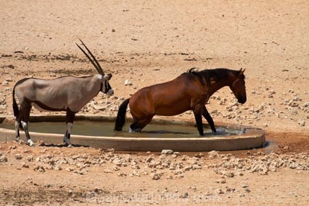 Africa;Animal;Animals;Antelope;Antelopes;Aus;desert;desert-horse;desert-horses;deserts;dry;equestrian;expanse;feral-desert-horses;feral-horse;feral-horses;Garub;Garub-waterhole;Gemsbok;gemsboks;horse;horses;Mammal;Mammals;Namib-Desert;Namib-Naukluft-N.P.;Namib-Naukluft-National-Park;Namib-Naukluft-NP;Namib_Naukluft-N.P.;Namib_Naukluft-National-Park;Namib_Naukluft-NP;Namibia;Nature;Oryx;Oryx-gazella;oryxes;oryxs;Southern-Africa;Southern-Namiba;water-hole;water-holes;water_hole;water_holes;waterhole;waterholes;Wild;wild-desert-horses;wild-horse;wild-horses;wilderness;Wildlife