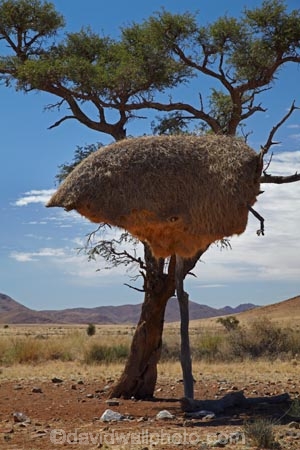 707-road;africa;african;animal;big-large;big-nest;big-nests;bird-birds;bird-nest;bird-nests;birds-nest;birds-nests;colonies;colony;communities;community;D707-road;flock;giant-nest;giant-nests;group;home;huge;huge-nest;huge-nests;nambia;Namib-Desert;Namibia;namibian;nest;nests;Philetairus-socius;sociable;Sociable-Weaver;Sociable-Weaver-Nest;Sociable-Weavers;Sociable-Weavers-Nest;social;Social-Weaver;social-weaver-nest;Social-Weavers;Social-Weavers-Nest;Southern-Africa;tree;trees;weaver;weavers;wildlife