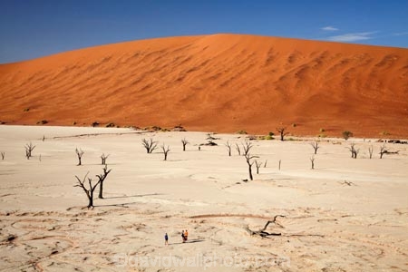900-year-old-trees;adventure;adventurous;Africa;arid;big-dunes;children;clay-pan;clay-pans;dead-tree;dead-trees;Dead-Vlei;Deadvlei;desert;deserts;dry;dry-lake;dry-lake-bed;dry-lake-beds;dry-lakes;dune;dunes;families;family;family-holiday;family-holidays;giant-dune;giant-dunes;giant-sand-dune;giant-sand-dunes;holiday;holidays;hot;huge-dunes;lake-bed;large-dunes;Namib-Desert;Namib-Naukluft-N.P.;Namib-Naukluft-National-Park;Namib-Naukluft-NP;Namib_Naukluft-N.P.;Namib_Naukluft-National-Park;Namib_Naukluft-NP;Namibia;national-park;national-parks;natural;orange-sand;pan;people;person;remote;remoteness;reserve;reserves;salt-pan;salt-pans;sand;sand-dune;sand-dunes;sand-hill;sand-hills;sand_dune;sand_dunes;sand_hill;sand_hills;sanddune;sanddunes;sandhill;sandhills;sandy;Sossusvlei;Southern-Africa;tourism;tourist;tourists;tree-trunk;tree-trunks;vlei;white-clay-pan;wilderness