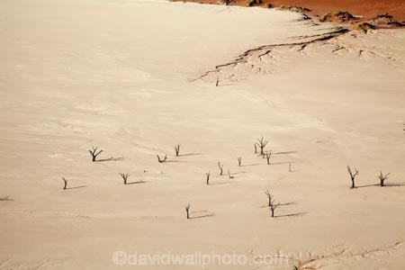 900-year-old-trees;Africa;clay-pan;clay-pans;dead-tree;dead-trees;Dead-Vlei;Deadvlei;desert;deserts;dry-lake;dry-lake-bed;dry-lake-beds;dry-lakes;eroded;erosion;lake-bed;Namib-Desert;Namib-Naukluft-N.P.;Namib-Naukluft-National-Park;Namib-Naukluft-NP;Namib_Naukluft-N.P.;Namib_Naukluft-National-Park;Namib_Naukluft-NP;Namibia;national-park;national-parks;pan;reserve;reserves;salt-pan;salt-pans;Sossusvlei;Southern-Africa;tree-trunk;tree-trunks;vlei;white-clay-pan;white-pan