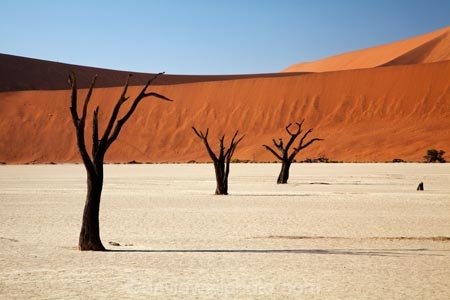 900-year-old-trees;Africa;arid;big-dunes;clay-pan;clay-pans;dead-tree;dead-trees;Dead-Vlei;Deadvlei;desert;deserts;dry;dry-lake;dry-lake-bed;dry-lake-beds;dry-lakes;dune;dunes;giant-dune;giant-dunes;giant-sand-dune;giant-sand-dunes;hot;huge-dunes;lake-bed;large-dunes;Namib-Desert;Namib-Naukluft-N.P.;Namib-Naukluft-National-Park;Namib-Naukluft-NP;Namib_Naukluft-N.P.;Namib_Naukluft-National-Park;Namib_Naukluft-NP;Namibia;national-park;national-parks;natural;orange-sand;pan;remote;remoteness;reserve;reserves;salt-pan;salt-pans;sand;sand-dune;sand-dunes;sand-hill;sand-hills;sand_dune;sand_dunes;sand_hill;sand_hills;sanddune;sanddunes;sandhill;sandhills;sandy;Sossusvlei;Southern-Africa;tree-trunk;tree-trunks;vlei;white-clay-pan;wilderness