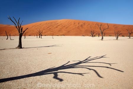 900-year-old-trees;Africa;arid;big-dunes;clay-pan;clay-pans;dead-tree;dead-trees;Dead-Vlei;Deadvlei;desert;deserts;dry;dry-lake;dry-lake-bed;dry-lake-beds;dry-lakes;dune;dunes;giant-dune;giant-dunes;giant-sand-dune;giant-sand-dunes;hot;huge-dunes;lake-bed;large-dunes;Namib-Desert;Namib-Naukluft-N.P.;Namib-Naukluft-National-Park;Namib-Naukluft-NP;Namib_Naukluft-N.P.;Namib_Naukluft-National-Park;Namib_Naukluft-NP;Namibia;national-park;national-parks;natural;orange-sand;pan;remote;remoteness;reserve;reserves;salt-pan;salt-pans;sand;sand-dune;sand-dunes;sand-hill;sand-hills;sand_dune;sand_dunes;sand_hill;sand_hills;sanddune;sanddunes;sandhill;sandhills;sandy;Sossusvlei;Southern-Africa;tree-trunk;tree-trunks;vlei;white-clay-pan;wilderness