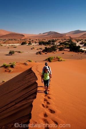 Africa;arid;big-dunes;children;desert;deserts;dry;dune;dunes;families;family;family-holiday;family-holidays;giant-dune;giant-dunes;giant-sand-dune;giant-sand-dunes;holiday;holidays;hot;huge-dunes;large-dunes;Namib-Desert;Namib-Naukluft-N.P.;Namib-Naukluft-National-Park;Namib-Naukluft-NP;Namib_Naukluft-N.P.;Namib_Naukluft-National-Park;Namib_Naukluft-NP;Namibia;national-park;national-parks;natural;orange-sand;people;person;remote;remoteness;reserve;reserves;sand;sand-dune;sand-dunes;sand-hill;sand-hills;sand_dune;sand_dunes;sand_hill;sand_hills;sanddune;sanddunes;sandhill;sandhills;sandy;Sossusvlei;Southern-Africa;tourism;tourist;tourists;wilderness