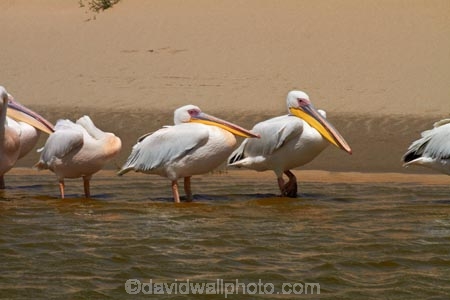 Africa;animal;animals;Atlantic-Coast;avian;bird;bird-watching;birds;Eastern-White-Pelican;eco-tourism;eco_tourism;ecotourism;Fauna;Great-White-Pelican;Namib-Naukluft-N.P.;Namib-Naukluft-National-Park;Namib-Naukluft-NP;Namib_Naukluft-N.P.;Namib_Naukluft-National-Park;Namib_Naukluft-NP;Namibia;Natural;Nature;Ornithology;Pelecanus-onocrotalus;Rosy-Pelican;Sandwich-Harbour-4x4-tour;Southern-Africa;Walfischbai;Walfischbucht;Walvis-Bay;Walvis-Bay-Harbour;Walvisbaai;White-Pelican;wildlife