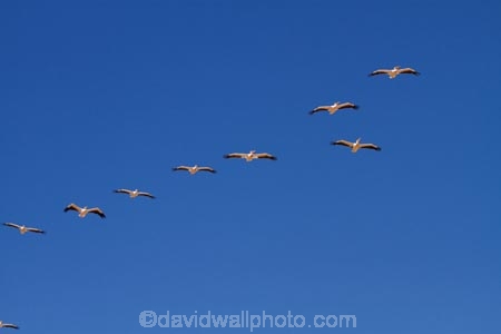 Africa;animal;animals;avian;bird;bird-watching;birds;Eastern-White-Pelican;eco-tourism;eco_tourism;ecotourism;Fauna;Great-White-Pelican;Namib-Naukluft-N.P.;Namib-Naukluft-National-Park;Namib-Naukluft-NP;Namib_Naukluft-N.P.;Namib_Naukluft-National-Park;Namib_Naukluft-NP;Namibia;Natural;Nature;Ornithology;Pelecanus-onocrotalus;Rosy-Pelican;Sandwich-Harbour-4x4-tour;Southern-Africa;Walfischbai;Walfischbucht;Walvis-Bay;Walvis-Bay-Harbour;Walvisbaai;White-Pelican;wildlife