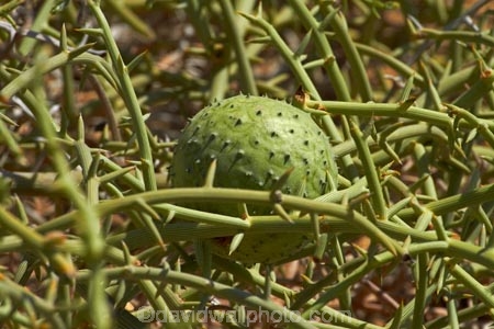 nara-melon;nara-melons;nara-plant;Acanthosicyos-horridus;Africa;desert-melon;desert-melons;Namib-Naukluft-N.P.;Namib-Naukluft-National-Park;Namib-Naukluft-NP;Namib_Naukluft-N.P.;Namib_Naukluft-National-Park;Namib_Naukluft-NP;Namibia;nara-melon;nara-melons;Nara-plant;Sandwich-Harbour-4wd-tour;Sandwich-Harbour-4x4-tour;Southern-Africa;Walfischbai;Walfischbucht;Walvis-Bay;Walvisbaai