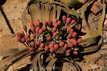 Africa;cone;cones;Damaraland;female;female-Welwitschia;female-Welwitschia-mirabilis;female-Welwitschia-plant;Kunene-District;Kunene-Region;monotypic-gymnosperm-genus;Namibia;Petrified-Forest;plant;plants;Southern-Africa;unusual-plant;unusual-plants;Welwitschia;Welwitschia-mirabilis;Welwitschia-mirabilis.;Welwitschia-plant;Welwitschia-plants