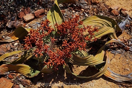 Africa;cone;cones;Damaraland;Kunene-District;Kunene-Region;male;male-plant;male-Welwitschia-mirabilis;male-Welwitschia-plant;monotypic-gymnosperm-genus;Namibia;Petrified-Forest;plant;plants;Southern-Africa;unusual-plant;unusual-plants;Welwitschia;Welwitschia-mirabilis.;Welwitschia-plant;Welwitschia-plants