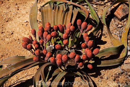 Africa;cone;cones;Damaraland;female;female-Welwitschia;female-Welwitschia-mirabilis;female-Welwitschia-plant;Kunene-District;Kunene-Region;monotypic-gymnosperm-genus;Namibia;Petrified-Forest;plant;plants;Southern-Africa;unusual-plant;unusual-plants;Welwitschia;Welwitschia-mirabilis.;Welwitschia-plant;Welwitschia-plants
