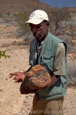 Africa;african;Damaraland;fossil;fossilised-trunks;fossilised-wood;fossilized-wood;fossils;guide;guides;Kunene-District;Kunene-Region;Namibia;people;permineralization.;person;petrification;Petrified-Forest;petrified-tree;petrified-trees;petrified-wood;silicification;Southern-Africa;tree-trunk;tree-trunks;wooden-opal