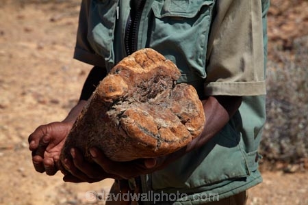 Africa;african;Damaraland;fossil;fossilised-trunks;fossilised-wood;fossilized-wood;fossils;guide;guides;Kunene-District;Kunene-Region;Namibia;people;permineralization.;person;petrification;Petrified-Forest;petrified-tree;petrified-trees;petrified-wood;silicification;Southern-Africa;tree-trunk;tree-trunks;wooden-opal