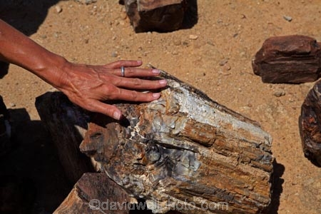 Africa;Damaraland;fossil;fossilised-trunks;fossilised-wood;fossilized-wood;fossils;hand;hands;Kunene-District;Kunene-Region;Namibia;people;permineralization.;person;petrification;Petrified-Forest;petrified-tree;petrified-trees;petrified-wood;silicification;Southern-Africa;tourism;tourist;tourists;tree-trunk;tree-trunks;wooden-opal