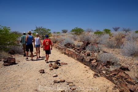 Africa;child;children;Damaraland;families;family;family-holiday;family-holidays;fossil;fossilised-trunks;fossilised-wood;fossilized-wood;fossils;guide;guides;holiday;holidays;Kunene-District;Kunene-Region;Namibia;people;permineralization.;person;petrification;Petrified-Forest;petrified-tree;petrified-trees;petrified-wood;silicification;Southern-Africa;tourism;tourist;tourists;tree-trunk;tree-trunks;wooden-opal