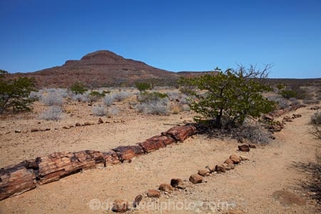 Africa;Damaraland;fossil;fossilised-trunks;fossilised-wood;fossilized-wood;fossils;Kunene-District;Kunene-Region;Namibia;permineralization.;petrification;Petrified-Forest;petrified-tree;petrified-trees;petrified-wood;silicification;Southern-Africa;tree-trunk;tree-trunks;wooden-opal