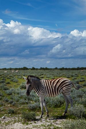 Africa;animal;animals;Burchells-zebra;cloud;clouds;cloudy;Equus-quagga;Equus-quagga-burchellii;Etosha-N.P.;Etosha-National-Park;Etosha-NP;game-park;game-parks;game-reserve;game-reserves;mammal;mammals;Namibia;national-park;national-parks;Plains-zebra;skies;sky;Southern-Africa;Steppenzebra;wildlife;wildlife-park;wildlife-parks;wildlife-reserve;wildlife-reserves;Zebra;zerbras