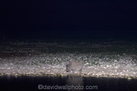 Africa;animal;animals;black-rhinoceros;Diceros-bicornis;drink;drinking;dusk;Etosha-N.P.;Etosha-National-Park;Etosha-NP;evening;floodlighting;floodlit;game-park;game-parks;game-reserve;game-reserves;hook-lipped-rhinoceros;hook_lipped-rhinoceros;mammal;mammals;Namibia;national-park;national-parks;night;night_time;nightfall;Okaukuejo;Okaukuejo-waterhole;rhino;rhinoceros;rhinoceroses;rhinocerotes;rhinos;Southern-Africa;twilight;water;waterhole;waterholes;wildlife;wildlife-park;wildlife-parks;wildlife-reserve;wildlife-reserves