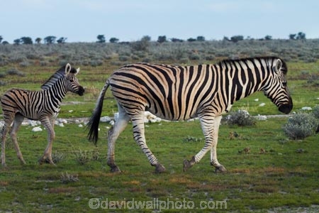 Africa;animal;animals;baby;babys;Burchells-zebra;colt;colts;Equus-quagga;Equus-quagga-burchellii;Etosha-N.P.;Etosha-National-Park;Etosha-NP;foal;foals;game-park;game-parks;game-reserve;game-reserves;mammal;mammals;Namibia;national-park;national-parks;Plains-zebra;Southern-Africa;Steppenzebra;wildlife;wildlife-park;wildlife-parks;wildlife-reserve;wildlife-reserves;young-zebra;Zebra;zerbras