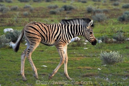 Africa;animal;animals;baby;babys;Burchells-zebra;colt;colts;Equus-quagga;Equus-quagga-burchellii;Etosha-N.P.;Etosha-National-Park;Etosha-NP;foal;foals;game-park;game-parks;game-reserve;game-reserves;mammal;mammals;Namibia;national-park;national-parks;Plains-zebra;Southern-Africa;Steppenzebra;wildlife;wildlife-park;wildlife-parks;wildlife-reserve;wildlife-reserves;young-zebra;Zebra;zerbras