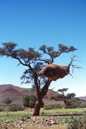 nambia;namibian;africa;african;Sociable-Weavers-Nest;nest;nests;tree;trees;weaver;weavers;big-large;huge;home;colony;community;communities;colonies;social;sociable;group;flock