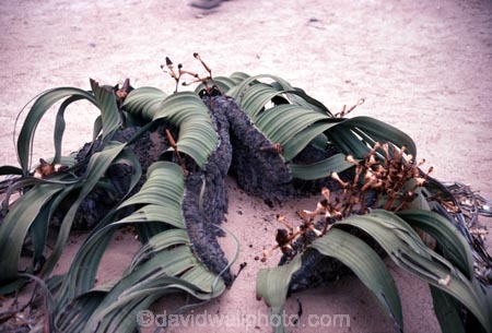 Africa;african;Welwitschia;welwitschia-mirabilis;botany;horticulture;nature;ecosystem;ecosystems;vegetation;outdoor;outdoors;outside;plant;plants;exterior