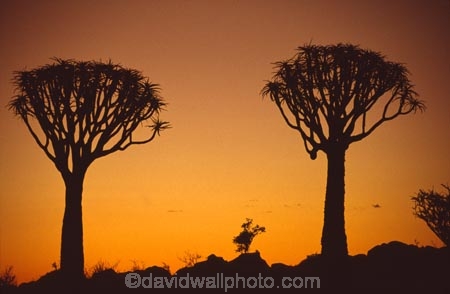 Kokerboom-Tree;Kokerboom-Trees;Quiver-Tree;Quiver-Trees;Keetmanshoop;southern-Namibia;Africa;African;bark;quivers;trees;africa;forest;forests;last-light;plant;plants;vegetation;nature;botany;sunset;sunsets;sky;dusk;twilight;tree;kokerboom;kokerbooms;quiver;quivers