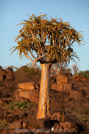 karas;karas-region;africa;african;aloe;Aloe-dichotoma;aloes;bark;botany;desert;desert-plant;desert-plants;forest;forests;Keetmanshoop;kokerboom-forest;Kokerboom-Tree;Kokerboom-Trees;Mesosaurus-Camp;Mesosaurus-Fossil-Camp;nambia;Namib-Desert;Namibia;namibian;nature;plant;plants;Quiver-Tree;quiver-tree-forest;Quiver-Trees;quivers;quivertree-forest;Southern-Africa;Southern-Namiba;southern-Namibia;tree;trees;unusual;vegetation