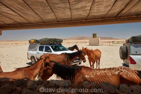 4wd;4wds;4wds;4x4;4x4s;4x4s;Africa;African;Aus;Bushlore;Bushlore-4x4;Bushlore-4x4-camper;camper;campers;desert;desert-horse;desert-horses;deserts;double-cab-hilux;dry;equestrian;feral-desert-horses;feral-horse;feral-horses;four-by-four;four-by-fours;four-wheel-drive;four-wheel-drives;Garub;herd;herds;Hilux;hilux-camper;Hiluxes;horse;horses;Namib-Desert;Namib-Naukluft-N.P.;Namib-Naukluft-National-Park;Namib-Naukluft-NP;Namib_Naukluft-N.P.;Namib_Naukluft-National-Park;Namib_Naukluft-NP;Namibia;roof-tent;roof-tents;Southern-Africa;Southern-Namiba;sports-utility-vehicle;sports-utility-vehicles;suv;suvs;Toyota;toyota-camper;Toyota-Hilux;Toyota-Hiluxes;Toyotas;twin-cab-hilux;vehicle;vehicles;wild-desert-horses;wild-horse;wild-horses