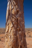 Africa;aloe;Aloe-dichotoma;aloes;bark;botany;desert;desert-plant;desert-plants;deserts;dry;Gondwana-Canon-park;Kokerboom-Tree;Kokerboom-Trees;Namib-Desert;Namibia;nature;plant;plants;Quiver-Tree;Quiver-Trees;quivers;Southern-Africa;Southern-Namiba;southern-Namibia;trees;trunk;trunks;vegetation