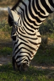 Africa;animal;animals;Burchells-zebra;Equus-quagga;Equus-quagga-burchellii;Etosha-N.P.;Etosha-National-Park;Etosha-NP;game-park;game-parks;game-reserve;game-reserves;mammal;mammals;Namibia;national-park;national-parks;Plains-zebra;Southern-Africa;Steppenzebra;wildlife;wildlife-park;wildlife-parks;wildlife-reserve;wildlife-reserves;Zebra;zerbras