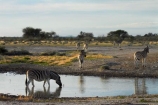 Africa;animal;animals;Burchells-zebra;drinking;Equus-quagga;Equus-quagga-burchellii;Etosha-N.P.;Etosha-National-Park;Etosha-NP;game-park;game-parks;game-reserve;game-reserves;mammal;mammals;Namibia;national-park;national-parks;Plains-zebra;Southern-Africa;Steppenzebra;waterhole;waterholes;wildlife;wildlife-park;wildlife-parks;wildlife-reserve;wildlife-reserves;Zebra;zerbras