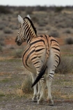 Africa;animal;animals;Burchells-zebra;Equus-quagga;Equus-quagga-burchellii;Etosha-N.P.;Etosha-National-Park;Etosha-NP;game-park;game-parks;game-reserve;game-reserves;injuries;injury;mammal;mammals;mismatched-stripes;Namibia;national-park;national-parks;Plains-zebra;scar;scarred;Southern-Africa;Steppenzebra;unjured;wildlife;wildlife-park;wildlife-parks;wildlife-reserve;wildlife-reserves;wound;wounds;Zebra;zerbras