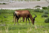Africa;Alcelaphus-buselaphus-caama-Alcelaphus-caama;animal;animals;antelope;antelopes;Etosha-N.P.;Etosha-National-Park;Etosha-NP;game-park;game-parks;game-reserve;game-reserves;hartebeest;hartebeests;mammal;mammals;Namibia;national-park;national-parks;red-hartebeest;red-hartebeests;Southern-Africa;ungulate;wildlife;wildlife-park;wildlife-parks;wildlife-reserve;wildlife-reserves