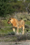 Africa;animal;animals;carnivore;carnivores;cat;cats;Etosha-N.P.;Etosha-National-Park;Etosha-NP;feline;game-park;game-parks;game-reserve;game-reserves;hunter;hunters;lion;lions;mammal;mammals;Namibia;national-park;national-parks;Panthera-leo;predator;predators;Southern-Africa;wildlife;wildlife-park;wildlife-parks;wildlife-reserve;wildlife-reserves