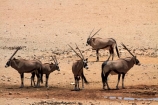Africa;Animal;Animals;Antelope;Antelopes;Aus;desert;deserts;dry;expanse;Garub;Garub-waterhole;Gemsbok;gemsboks;Mammal;Mammals;Namib-Desert;Namib-Naukluft-N.P.;Namib-Naukluft-National-Park;Namib-Naukluft-NP;Namib_Naukluft-N.P.;Namib_Naukluft-National-Park;Namib_Naukluft-NP;Namibia;Nature;Oryx;Oryx-gazella;oryxes;oryxs;Southern-Africa;Southern-Namiba;water-hole;water-holes;water_hole;water_holes;waterhole;waterholes;Wild;wilderness;Wildlife
