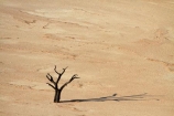 900-year-old-trees;Africa;clay-pan;clay-pans;dead-tree;dead-trees;Dead-Vlei;Deadvlei;desert;deserts;dry-lake;dry-lake-bed;dry-lake-beds;dry-lakes;lake-bed;Namib-Desert;Namib-Naukluft-N.P.;Namib-Naukluft-National-Park;Namib-Naukluft-NP;Namib_Naukluft-N.P.;Namib_Naukluft-National-Park;Namib_Naukluft-NP;Namibia;national-park;national-parks;pan;reserve;reserves;salt-pan;salt-pans;Sossusvlei;Southern-Africa;tree-trunk;tree-trunks;vlei;white-clay-pan;white-pan