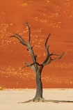 900-year-old-trees;Africa;arid;big-dunes;clay-pan;clay-pans;dead-tree;dead-trees;Dead-Vlei;Deadvlei;desert;deserts;dry;dry-lake;dry-lake-bed;dry-lake-beds;dry-lakes;dune;dunes;giant-dune;giant-dunes;giant-sand-dune;giant-sand-dunes;hot;huge-dunes;lake-bed;large-dunes;Namib-Desert;Namib-Naukluft-N.P.;Namib-Naukluft-National-Park;Namib-Naukluft-NP;Namib_Naukluft-N.P.;Namib_Naukluft-National-Park;Namib_Naukluft-NP;Namibia;national-park;national-parks;natural;orange-sand;pan;remote;remoteness;reserve;reserves;salt-pan;salt-pans;sand;sand-dune;sand-dunes;sand-hill;sand-hills;sand_dune;sand_dunes;sand_hill;sand_hills;sanddune;sanddunes;sandhill;sandhills;sandy;Sossusvlei;Southern-Africa;tree-trunk;tree-trunks;vlei;white-clay-pan;wilderness