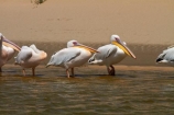 Africa;animal;animals;Atlantic-Coast;avian;bird;bird-watching;birds;Eastern-White-Pelican;eco-tourism;eco_tourism;ecotourism;Fauna;Great-White-Pelican;Namib-Naukluft-N.P.;Namib-Naukluft-National-Park;Namib-Naukluft-NP;Namib_Naukluft-N.P.;Namib_Naukluft-National-Park;Namib_Naukluft-NP;Namibia;Natural;Nature;Ornithology;Pelecanus-onocrotalus;Rosy-Pelican;Sandwich-Harbour-4x4-tour;Southern-Africa;Walfischbai;Walfischbucht;Walvis-Bay;Walvis-Bay-Harbour;Walvisbaai;White-Pelican;wildlife