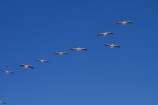 Africa;animal;animals;avian;bird;bird-watching;birds;Eastern-White-Pelican;eco-tourism;eco_tourism;ecotourism;Fauna;Great-White-Pelican;Namib-Naukluft-N.P.;Namib-Naukluft-National-Park;Namib-Naukluft-NP;Namib_Naukluft-N.P.;Namib_Naukluft-National-Park;Namib_Naukluft-NP;Namibia;Natural;Nature;Ornithology;Pelecanus-onocrotalus;Rosy-Pelican;Sandwich-Harbour-4x4-tour;Southern-Africa;Walfischbai;Walfischbucht;Walvis-Bay;Walvis-Bay-Harbour;Walvisbaai;White-Pelican;wildlife
