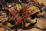 Africa;cone;cones;Damaraland;Kunene-District;Kunene-Region;male;male-plant;male-Welwitschia-mirabilis;male-Welwitschia-plant;monotypic-gymnosperm-genus;Namibia;Petrified-Forest;plant;plants;Southern-Africa;unusual-plant;unusual-plants;Welwitschia;Welwitschia-mirabilis.;Welwitschia-plant;Welwitschia-plants