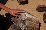 Africa;Damaraland;fossil;fossilised-trunks;fossilised-wood;fossilized-wood;fossils;hand;hands;Kunene-District;Kunene-Region;Namibia;people;permineralization.;person;petrification;Petrified-Forest;petrified-tree;petrified-trees;petrified-wood;silicification;Southern-Africa;tourism;tourist;tourists;tree-trunk;tree-trunks;wooden-opal