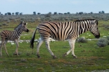 Africa;animal;animals;baby;babys;Burchells-zebra;colt;colts;Equus-quagga;Equus-quagga-burchellii;Etosha-N.P.;Etosha-National-Park;Etosha-NP;foal;foals;game-park;game-parks;game-reserve;game-reserves;mammal;mammals;Namibia;national-park;national-parks;Plains-zebra;Southern-Africa;Steppenzebra;wildlife;wildlife-park;wildlife-parks;wildlife-reserve;wildlife-reserves;young-zebra;Zebra;zerbras