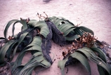 Africa;african;Welwitschia;welwitschia-mirabilis;botany;horticulture;nature;ecosystem;ecosystems;vegetation;outdoor;outdoors;outside;plant;plants;exterior